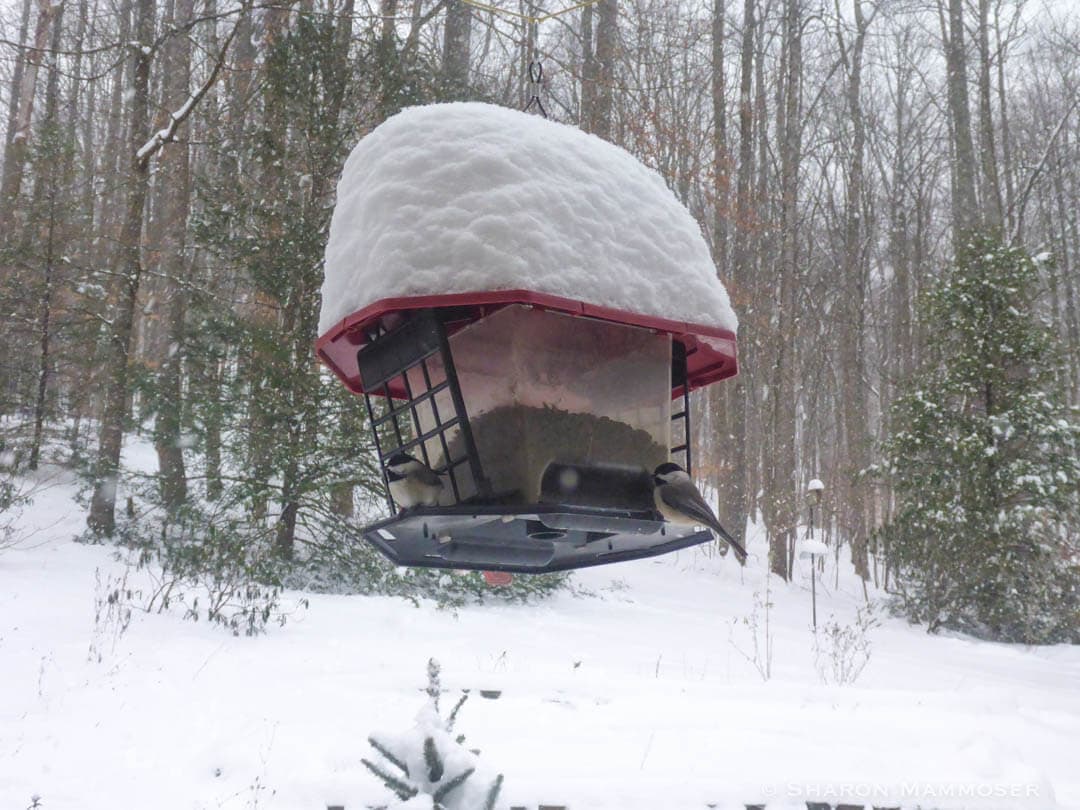 winter bird feeding