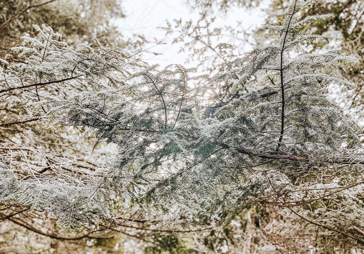 forest bathing winter banner