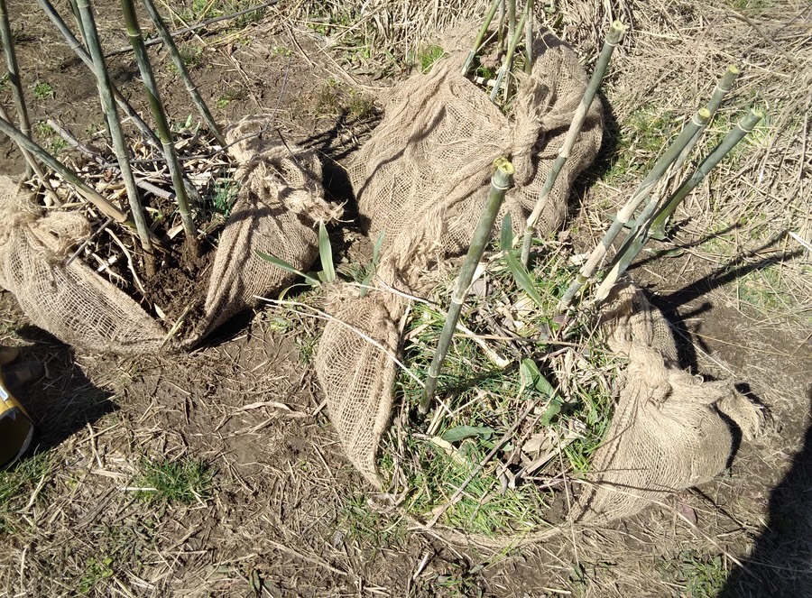 river cane planting