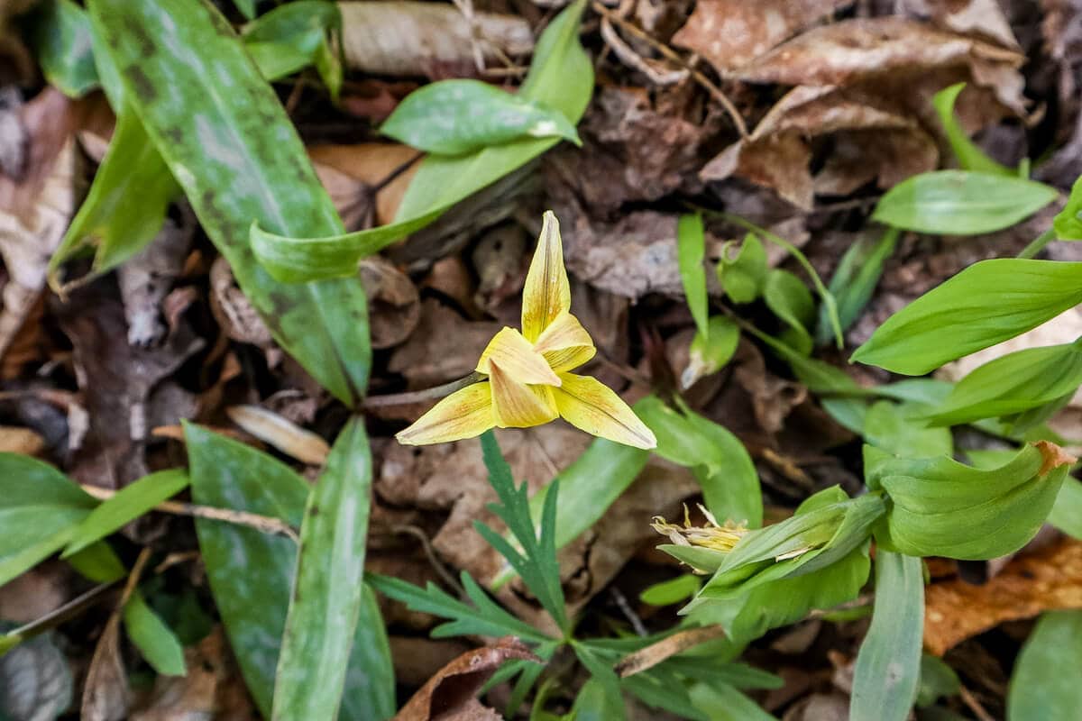 trout lily