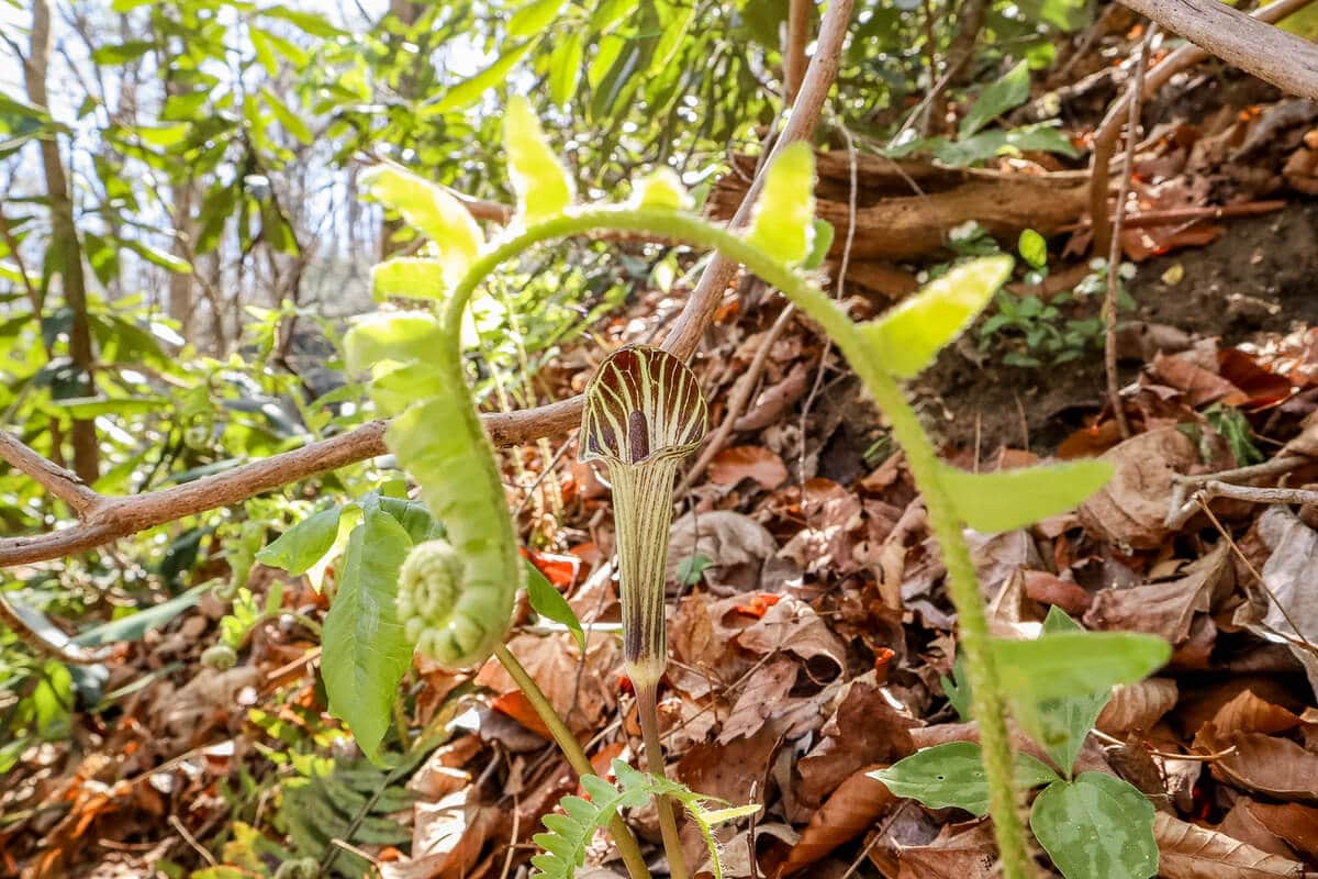 jack in the pulpit