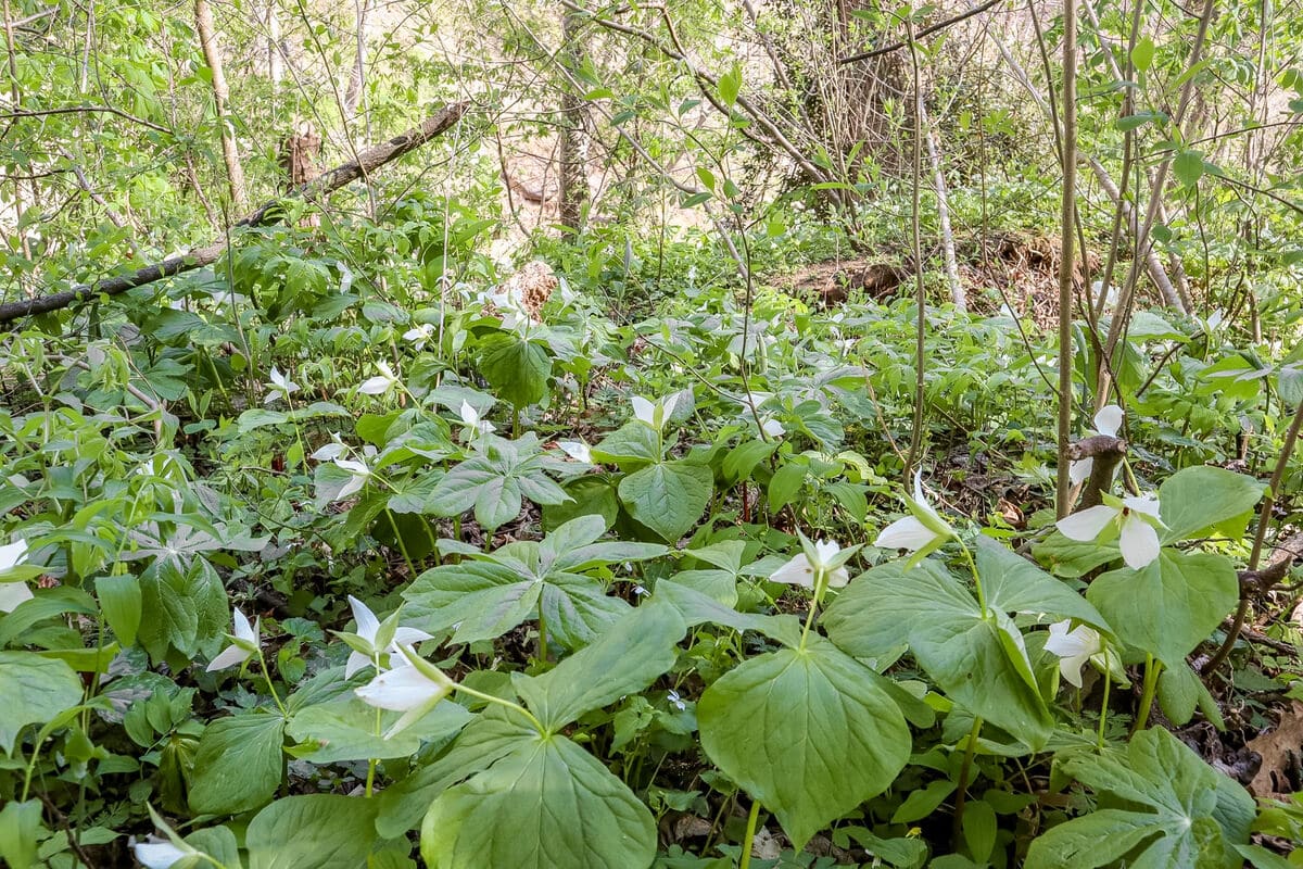 trillium