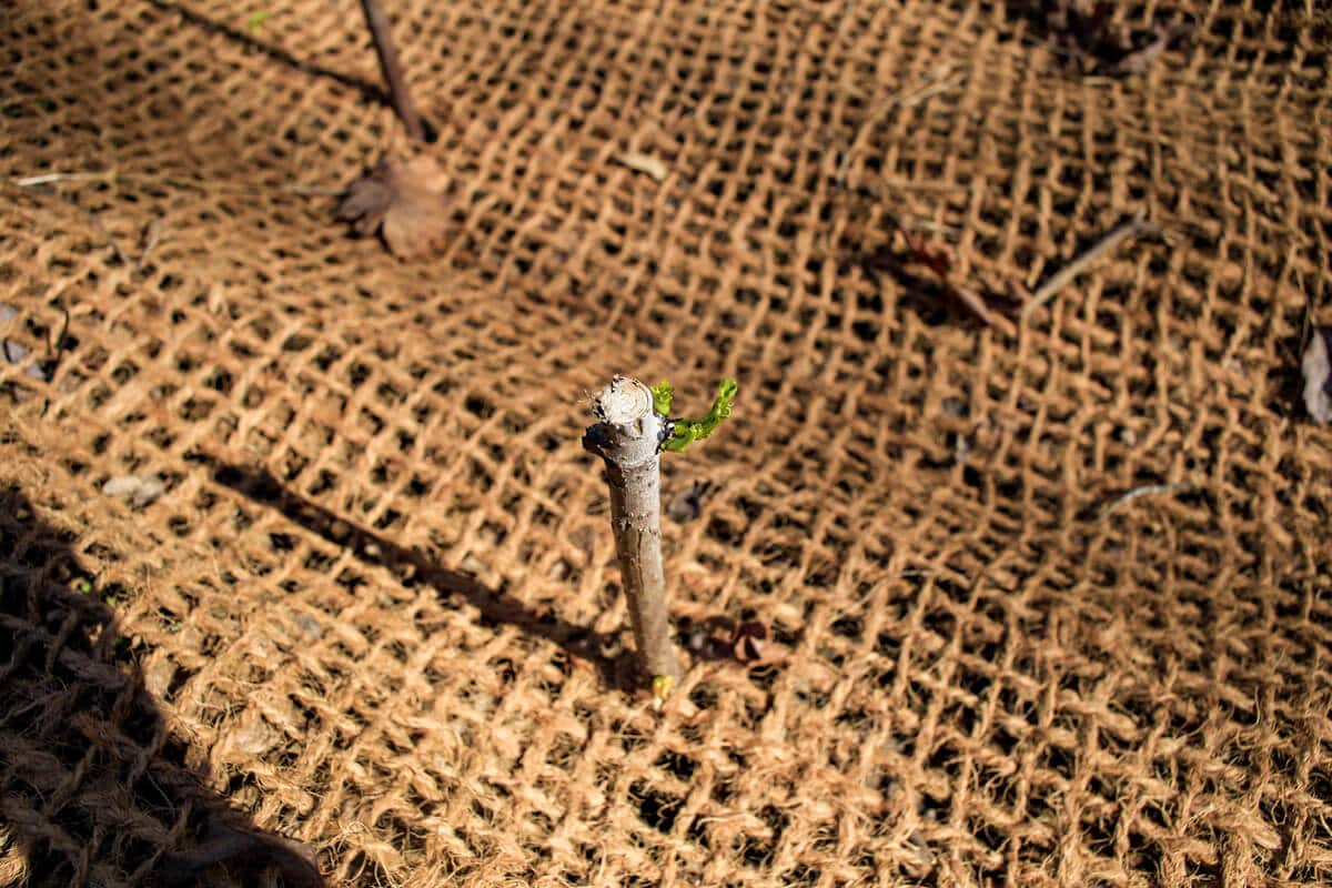 live staking streambank