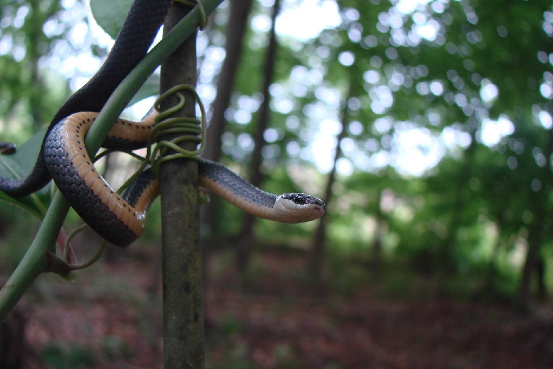 Ambrose Baity Ringneck Snake