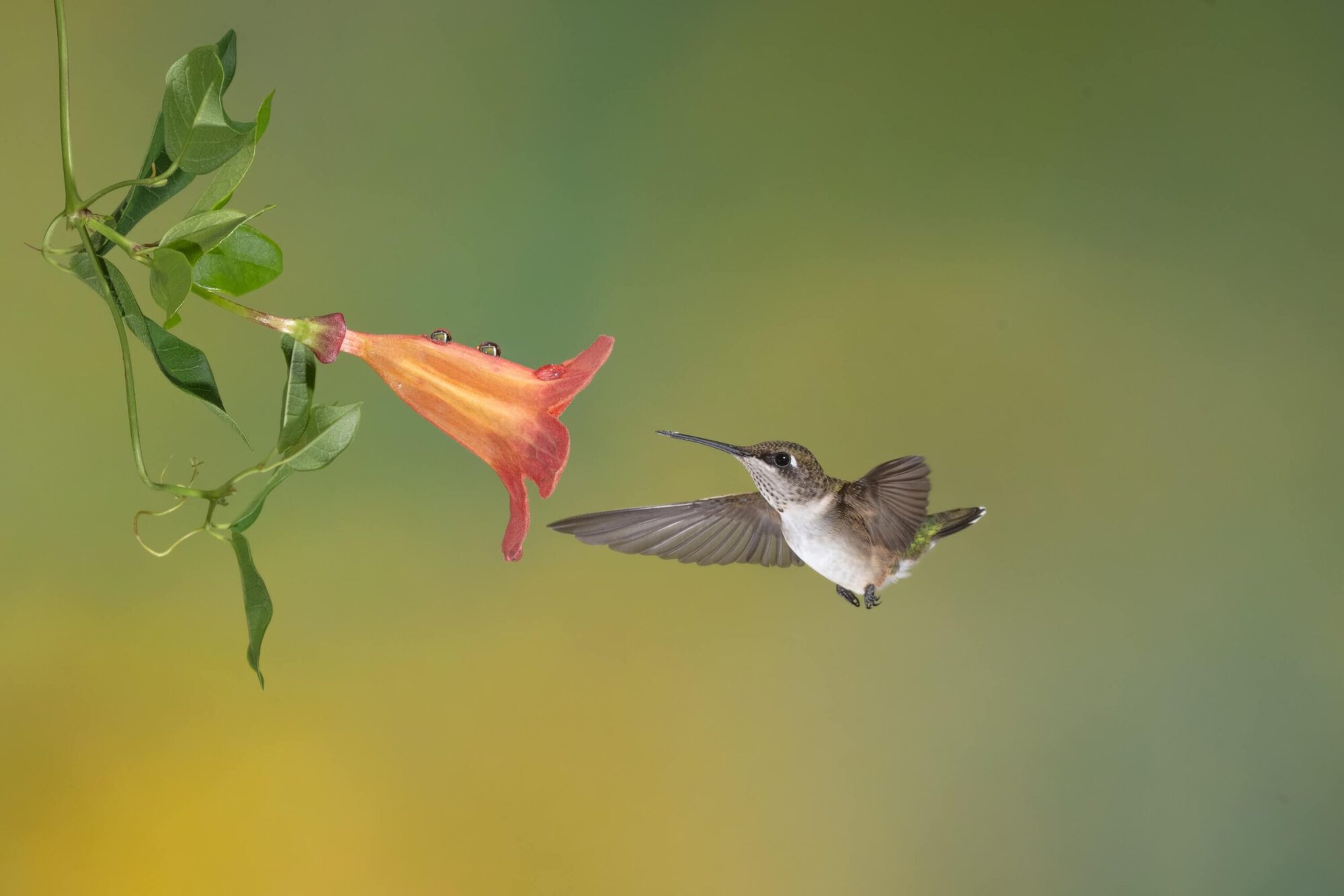 Barbara Gill Hummingbird