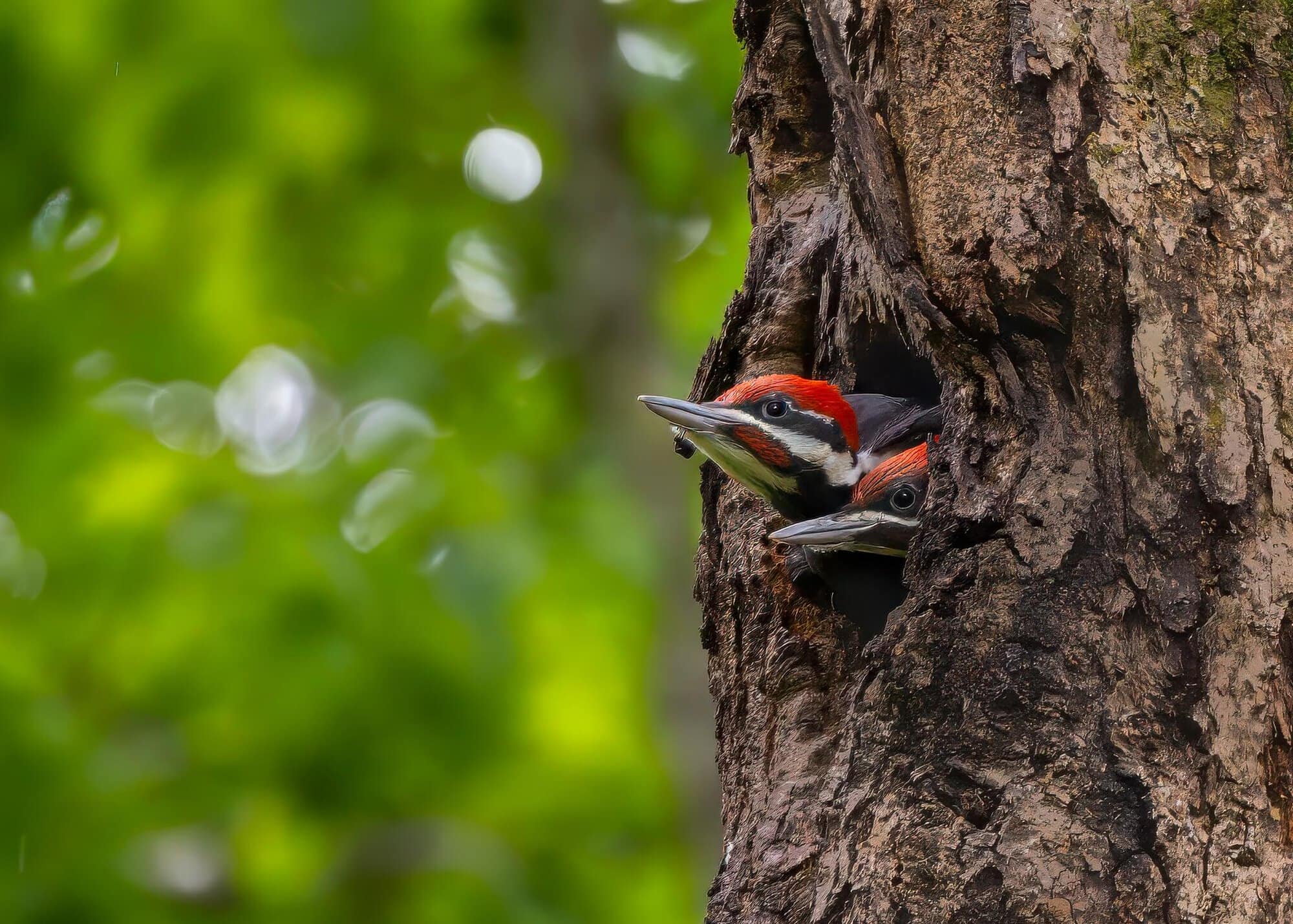 Chris Dauster Woodpecker
