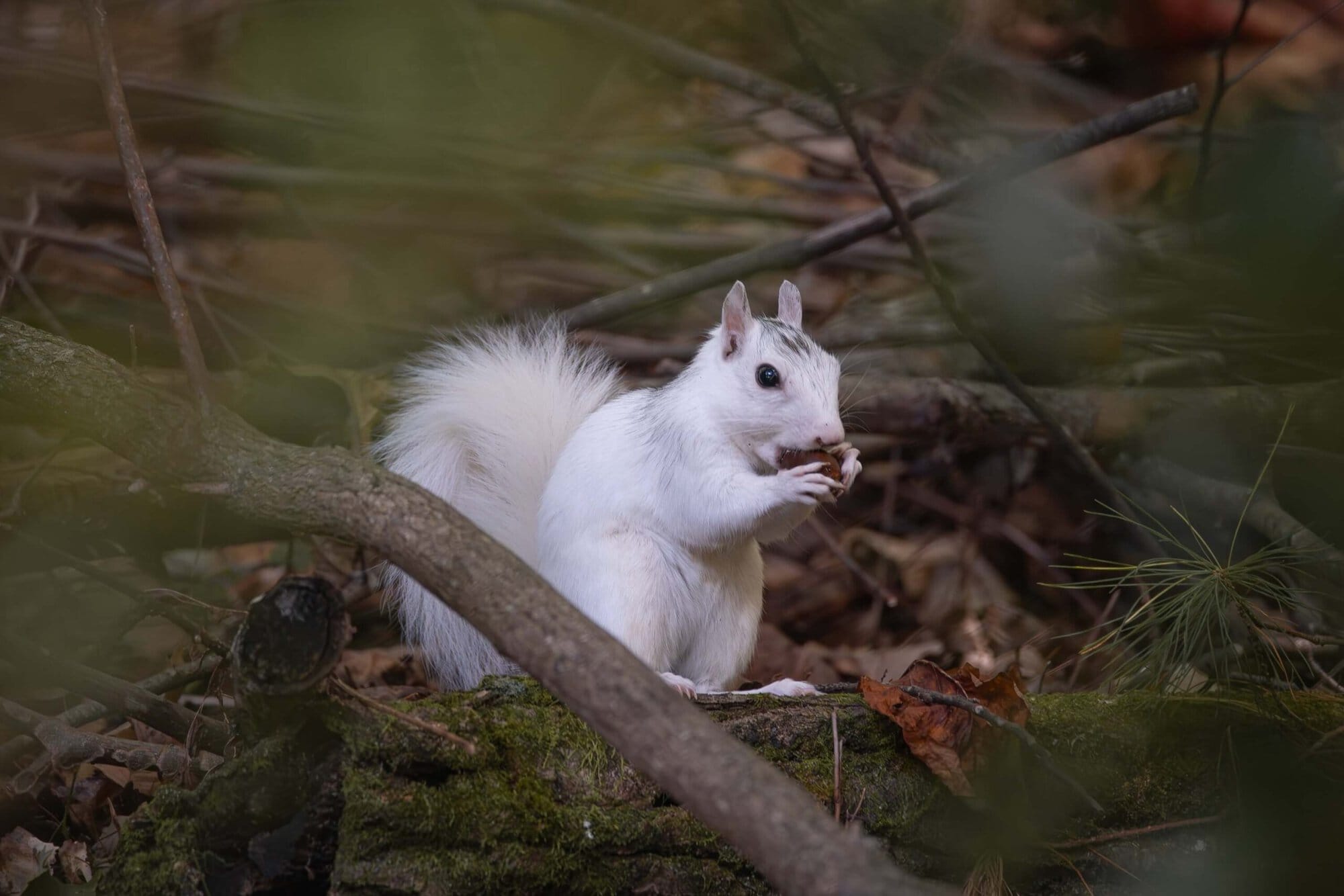 Chuck Darnell White Squirrel