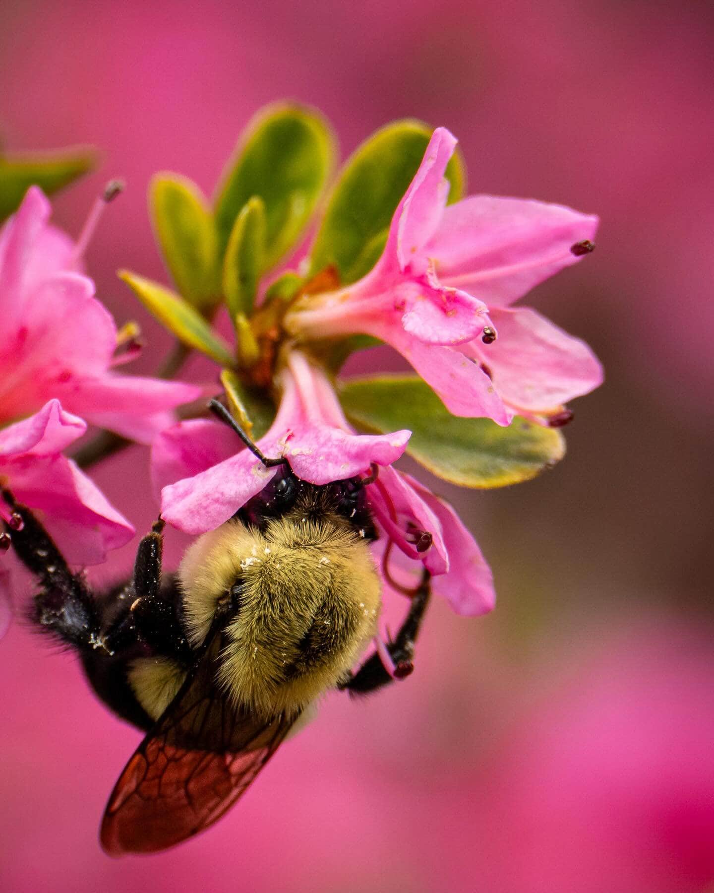 Joshua Davenport Bumble Bee