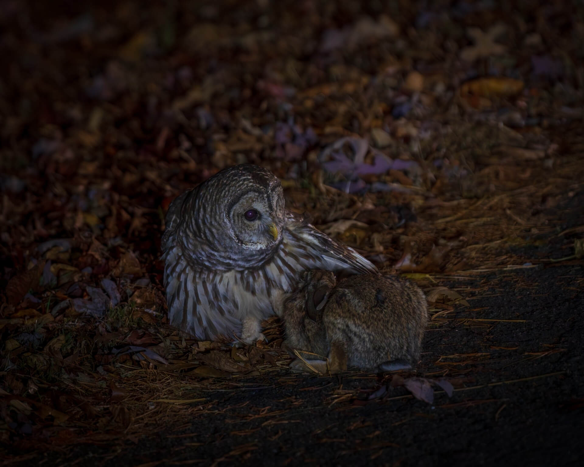 Norah Swann Barred Owl