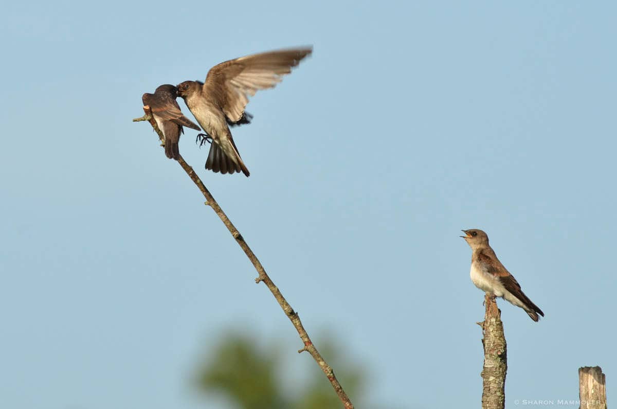 A swallow parent feeding a fledgling