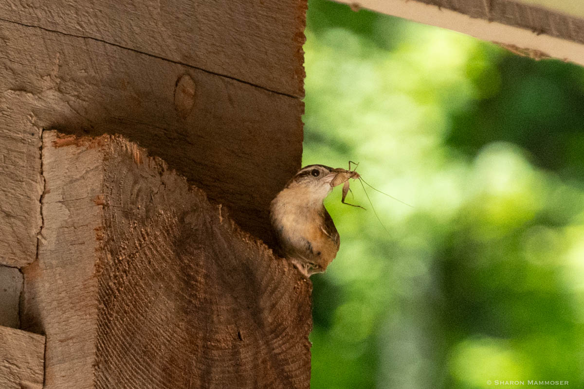 About Songbirds