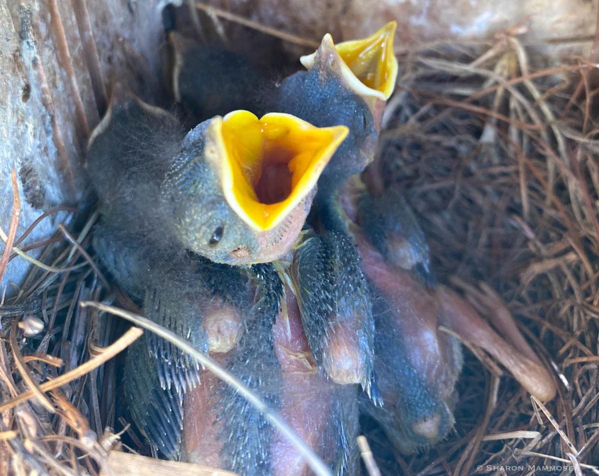 Bluebird babies begging for food