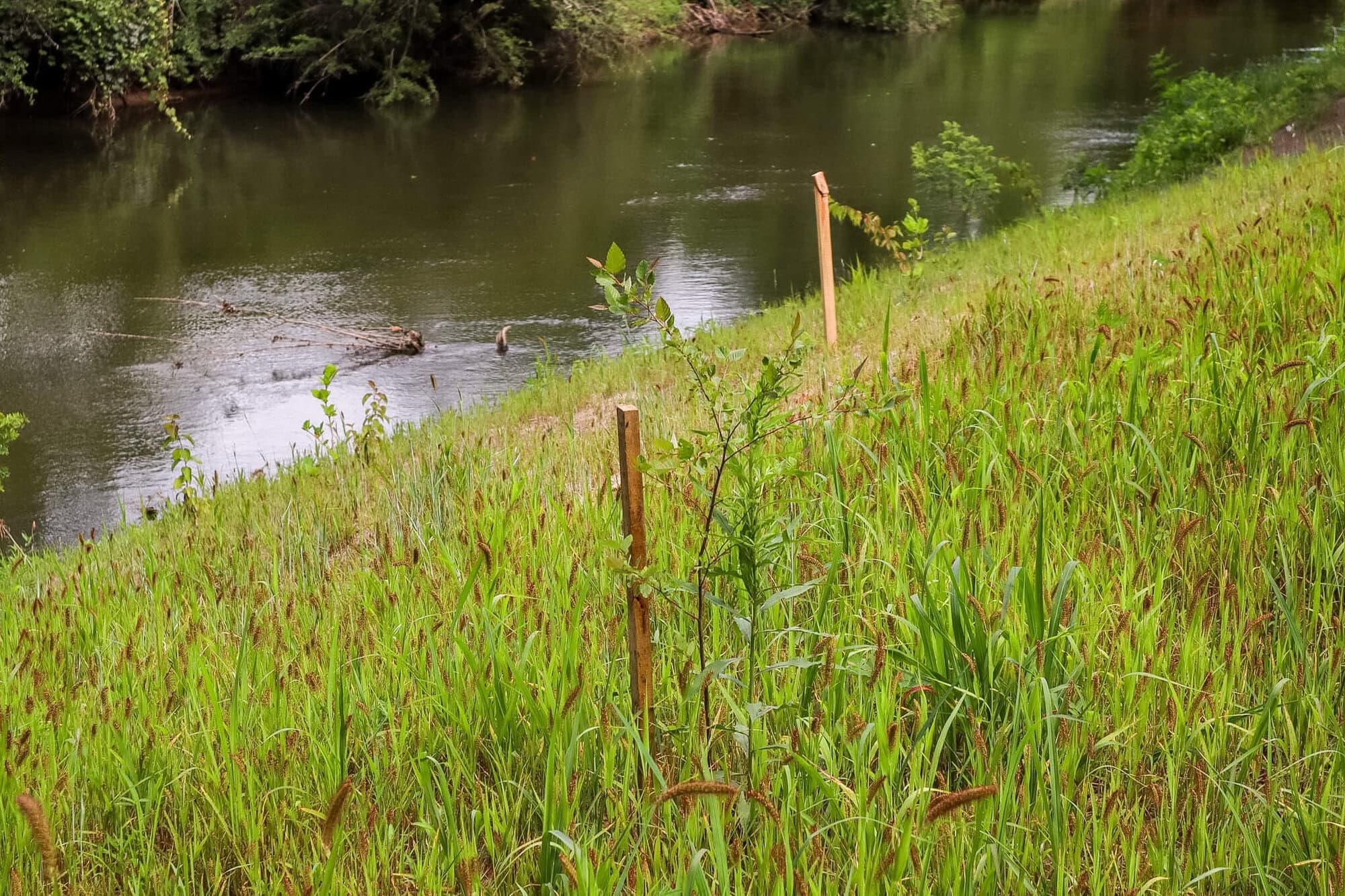 Deerwoode Floodplain Restoration