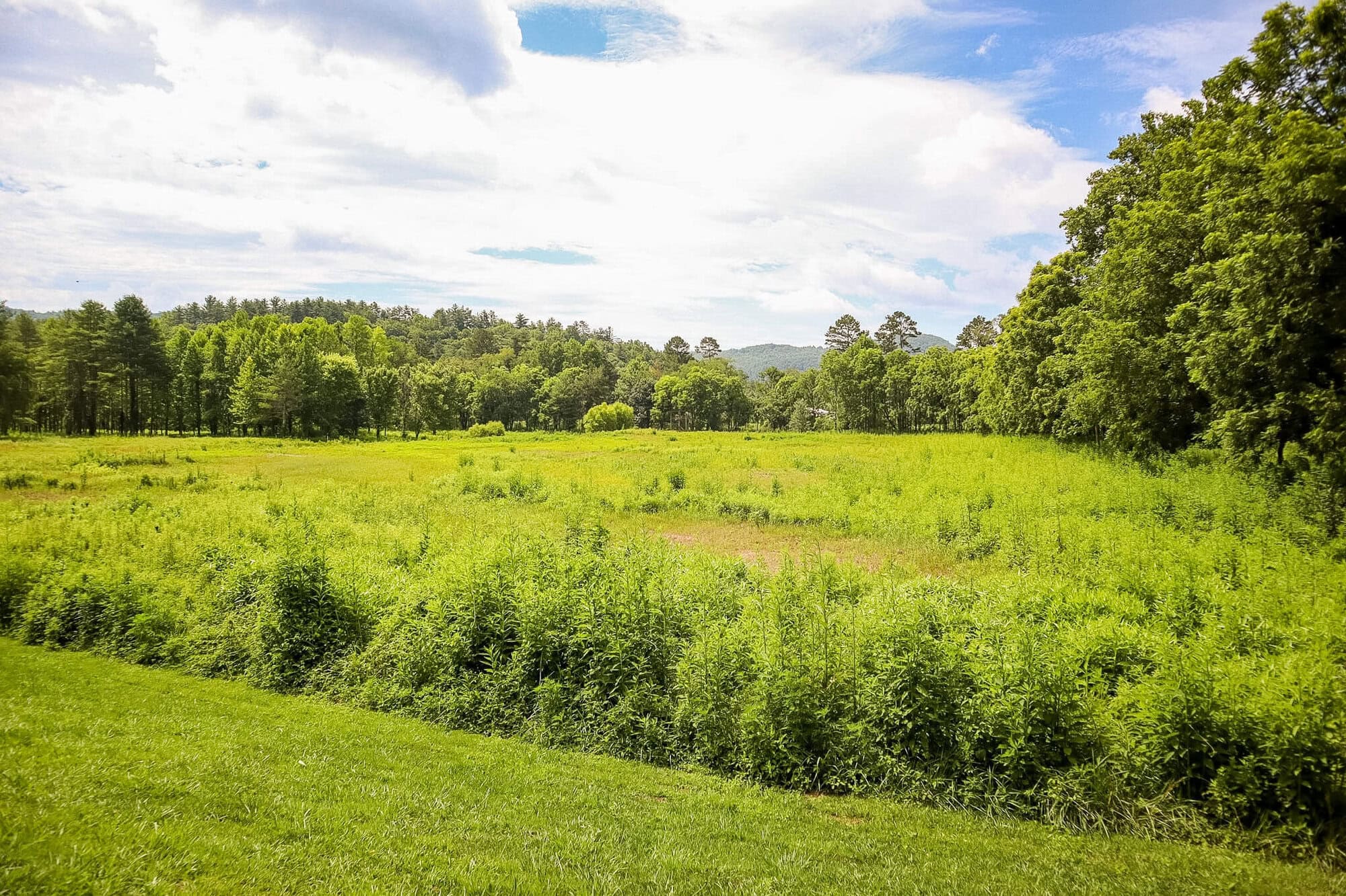 Deerwoode Floodplain Restoration